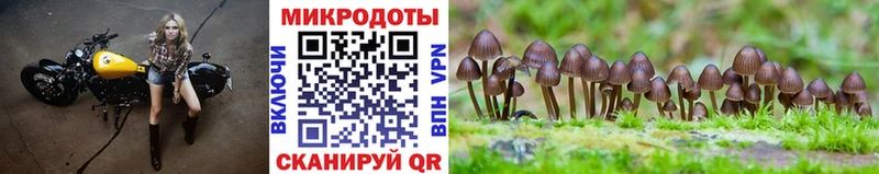 Псилоцибиновые грибы Psilocybe  blacksprut как войти  Сегежа 